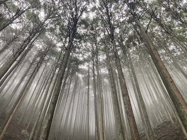 Zen.nl, Zen, meditatie, leren mediteren, foto